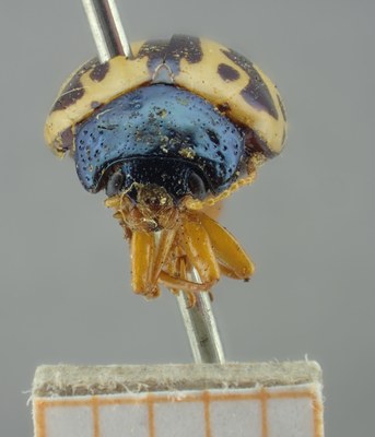 BE-RBINS-ENT Calligrapha_46 Calligrapha nupta Frontal.jpg BE-RBINS-ENT Calligrapha_46 Calligrapha nupta Frontal.jpg
