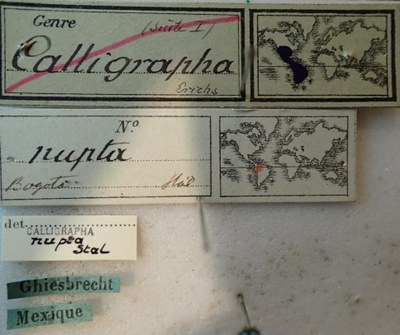 BE-RBINS-ENT Calligrapha_246 Calligrapha nupta Label.jpg BE-RBINS-ENT Calligrapha_246 Calligrapha nupta Label.jpg