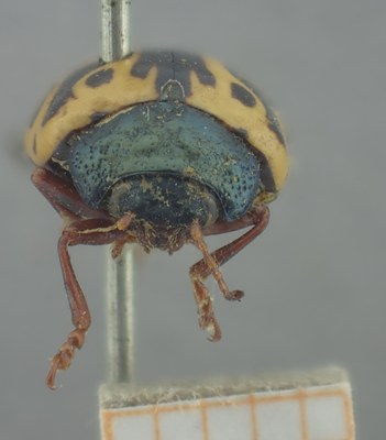 BE-RBINS-ENT Calligrapha_247 Calligrapha nupta Frontal.jpg BE-RBINS-ENT Calligrapha_247 Calligrapha nupta Frontal.jpg