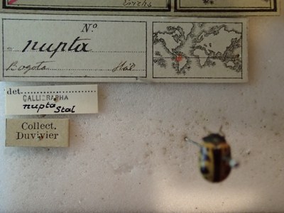 BE-RBINS-ENT Calligrapha_247 Calligrapha nupta Label.jpg BE-RBINS-ENT Calligrapha_247 Calligrapha nupta Label.jpg