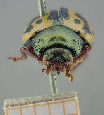 BE-RBINS-ENT Calligrapha_248 Calligrapha nupta Frontal.jpg BE-RBINS-ENT Calligrapha_248 Calligrapha nupta Frontal.jpg