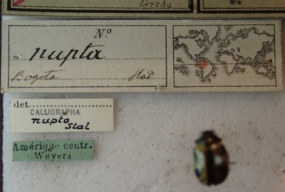 BE-RBINS-ENT Calligrapha_248 Calligrapha nupta Label.jpg BE-RBINS-ENT Calligrapha_248 Calligrapha nupta Label.jpg