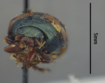 BE-RBINS-ENT Calligrapha_526 Calligrapha fulvipes Frontal.jpg BE-RBINS-ENT Calligrapha_526 Calligrapha fulvipes Frontal.jpg