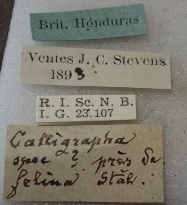 BE-RBINS-ENT Calligrapha_526 Calligrapha fulvipes Label.jpg