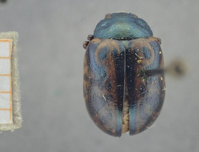 be-rbins-ent-calligrapha_527-calligrapha-fulvipes Dorsal.jpg be-rbins-ent-calligrapha_527-calligrapha-fulvipes Dorsal.jpg