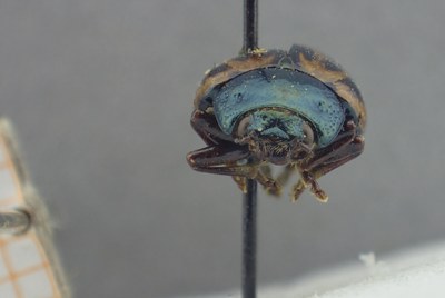 be-rbins-ent-calligrapha_527-calligrapha-fulvipes Frontal.jpg be-rbins-ent-calligrapha_527-calligrapha-fulvipes Frontal.jpg
