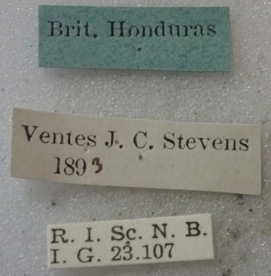 be-rbins-ent-calligrapha_527-calligrapha-fulvipes Label.jpg be-rbins-ent-calligrapha_527-calligrapha-fulvipes Label.jpg
