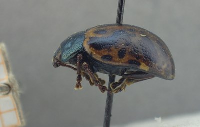 be-rbins-ent-calligrapha_527-calligrapha-fulvipes Lateral.jpg be-rbins-ent-calligrapha_527-calligrapha-fulvipes Lateral.jpg