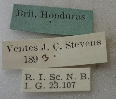 BE-RBINS-ENT Calligrapha_528 Calligrapha fulvipes Label.jpg BE-RBINS-ENT Calligrapha_528 Calligrapha fulvipes Label.jpg