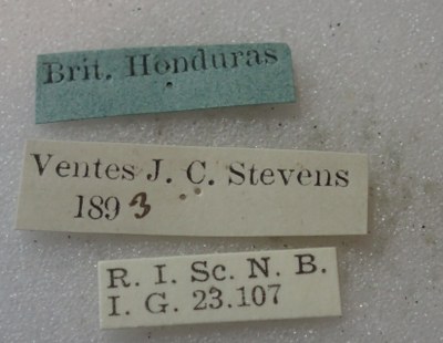 BE-RBINS-ENT Calligrapha_530 Calligrapha fulvipes Label.jpg