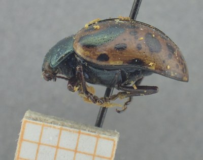 BE-RBINS-ENT Calligrapha_530 Calligrapha fulvipes Lateral.jpg