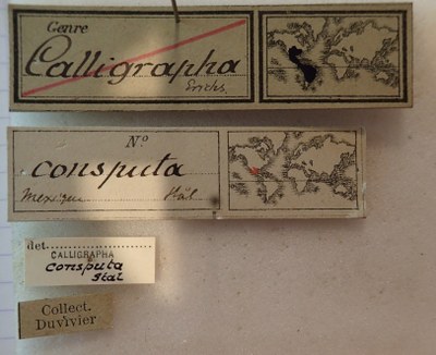 BE-RBINS-ENT Calligrapha_023 Calligrapha consputa Label.jpg