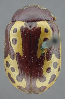 BE-RBINS-ENT Calligrapha_257 Calligrapha notatipennis Dorsal.jpg BE-RBINS-ENT Calligrapha_257 Calligrapha notatipennis Dorsal.jpg