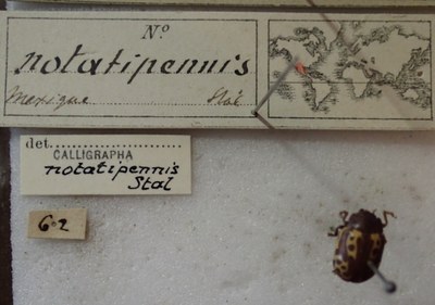 BE-RBINS-ENT Calligrapha_258 Calligrapha notatipennis Label.jpg