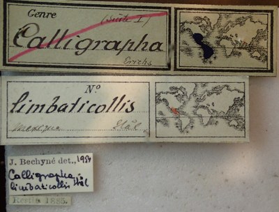 BE-RBINS-ENT Calligrapha_136 Calligrapha limbaticollis Label.jpg