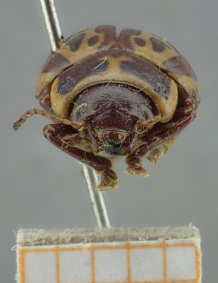 BE-RBINS-ENT Calligrapha_137 Calligrapha limbaticollis Frontal.jpg BE-RBINS-ENT Calligrapha_137 Calligrapha limbaticollis Frontal.jpg