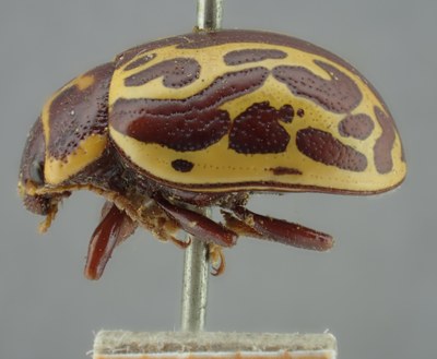 BE-RBINS-ENT Calligrapha_138 Calligrapha limbaticollis Lateral.jpg BE-RBINS-ENT Calligrapha_138 Calligrapha limbaticollis Lateral.jpg