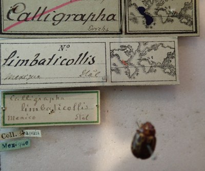 BE-RBINS-ENT Calligrapha_140 Calligrapha limbaticollis Label.jpg BE-RBINS-ENT Calligrapha_140 Calligrapha limbaticollis Label.jpg