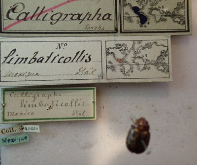 BE-RBINS-ENT Calligrapha_140 Calligrapha limbaticollis Label.jpg