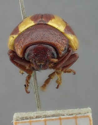 BE-RBINS-ENT Calligrapha_147 Calligrapha lunata Inventory Frontal.jpg BE-RBINS-ENT Calligrapha_147 Calligrapha lunata Inventory Frontal.jpg