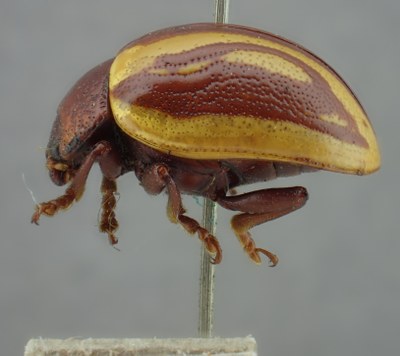 BE-RBINS-ENT Calligrapha_147 Calligrapha lunata Inventory Lateral.jpg BE-RBINS-ENT Calligrapha_147 Calligrapha lunata Inventory Lateral.jpg