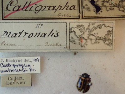 BE-RBINS-ENT Calligrapha_150 Calligrapha matronalis Label.jpg