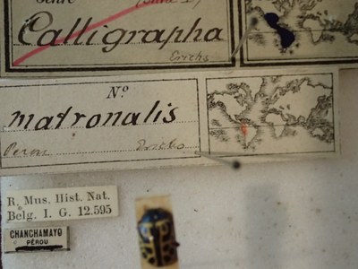 BE-RBINS-ENT Calligrapha_153 Calligrapha matronalis label.jpg BE-RBINS-ENT Calligrapha_153 Calligrapha matronalis label.jpg
