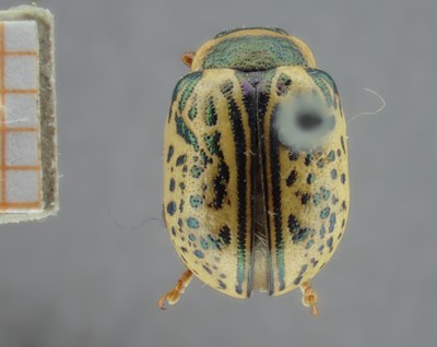 BE-RBINS-ENT Calligrapha_160 Calligrapha multipunctata Dorsal.jpg