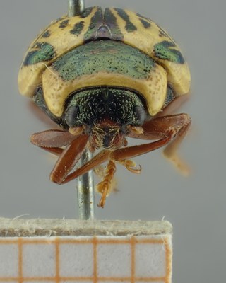 BE-RBINS-ENT Calligrapha_160 Calligrapha multipunctata Frontal.jpg