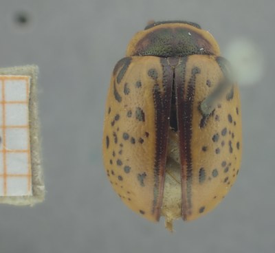 BE-RBINS-ENT Calligrapha_163 Calligrapha multipunctata Dorsal.jpg