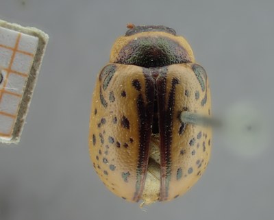 BE-RBINS-ENT Calligrapha_164 Calligrapha multipunctata Dorsal.jpg