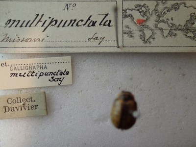 BE-RBINS-ENT Calligrapha_164 Calligrapha multipunctata label.jpg BE-RBINS-ENT Calligrapha_164 Calligrapha multipunctata label.jpg