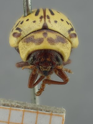 BE-RBINS-ENT Calligrapha_167 Calligrapha multipunctata Frontal.jpg