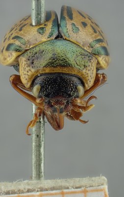 BE-RBINS-ENT Calligrapha_168 Calligrapha multipunctata Frontal.jpg