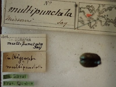 BE-RBINS-ENT Calligrapha_168 Calligrapha multipunctata label.jpg