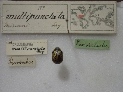 BE-RBINS-ENT Calligrapha_169 Calligrapha multipunctata Label.jpg