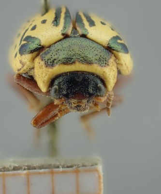 BE-RBINS-ENT Calligrapha_172 Calligrapha multipunctata Frontal.jpg