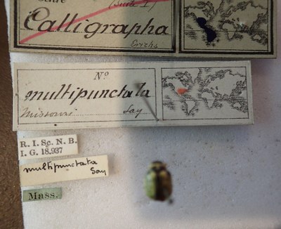 BE-RBINS-ENT Calligrapha_172 Calligrapha multipunctata Label.jpg