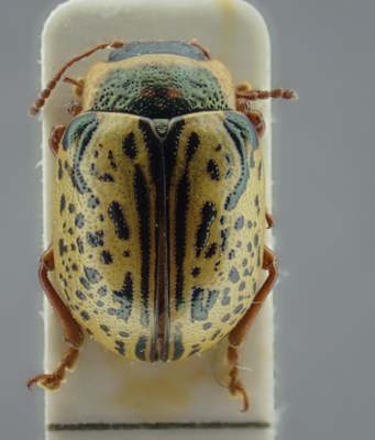 BE-RBINS-ENT Calligrapha_174 Calligrapha multipunctata Dorsal.jpg