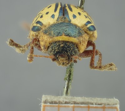 BE-RBINS-ENT Calligrapha_176 Calligrapha multipunctata Frontal.jpg