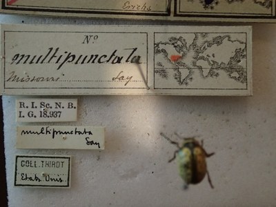 BE-RBINS-ENT Calligrapha_176 Calligrapha multipunctata Label.jpg BE-RBINS-ENT Calligrapha_176 Calligrapha multipunctata Label.jpg
