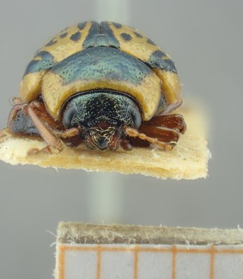 BE-RBINS-ENT Calligrapha_177 Calligrapha multipunctata Frontal.jpg