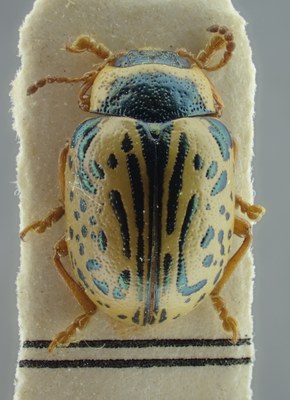 BE-RBINS-ENT Calligrapha_178 Calligrapha multipunctata Dorsal.jpg BE-RBINS-ENT Calligrapha_178 Calligrapha multipunctata Dorsal.jpg