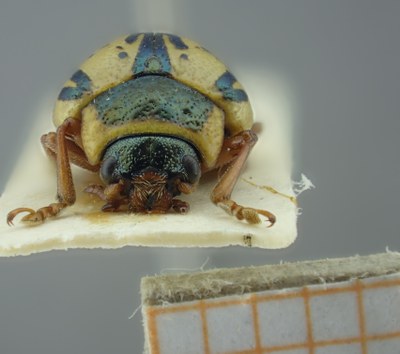 BE-RBINS-ENT Calligrapha_181 Calligrapha multipunctata Frontal.jpg