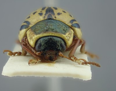 BE-RBINS-ENT Calligrapha_183 Calligrapha multipunctata Frontal.jpg