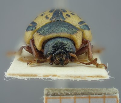 BE-RBINS-ENT Calligrapha_184 Calligrapha multipunctata Frontal.jpg