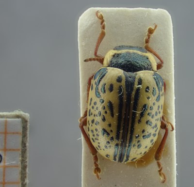 BE-RBINS-ENT Calligrapha_187 Calligrapha multipunctata Dorsal.jpg