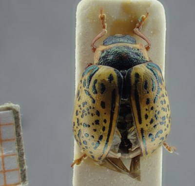 BE-RBINS-ENT Calligrapha_188 Calligrapha multipunctata Dorsal.jpg