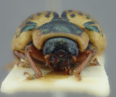 BE-RBINS-ENT Calligrapha_188 Calligrapha multipunctata Frontal.jpg