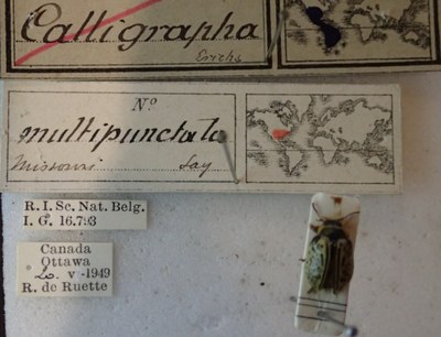 BE-RBINS-ENT Calligrapha_189 Calligrapha multipunctata Label.jpg